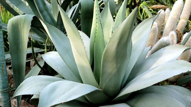 Green leaves of blue agave. American agave or pita is a plant native to Mexico, Spain used in production of tequila. Swan neck or dragon agaves in garden Tropical succulent cactus plants. Agave parryi
