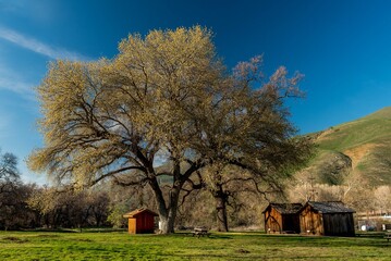 Wooden farmhouses next to big oak trees on a sunny day with a cloudy blue sky in the background