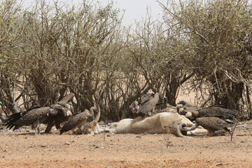 Deathbirds and dead cow in Senegal, Africa. African landscape, wild nature. Cow corpse and scavenger, deathbird. Senegalese scenery, wild bird, animal. African savanna. Food for animal in Africa