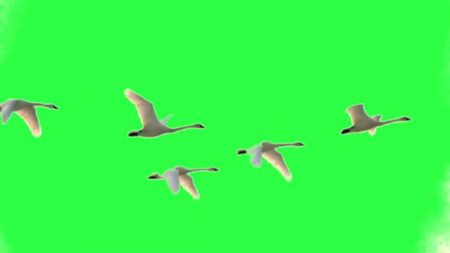 Flock of Swans Flying on Green Screen