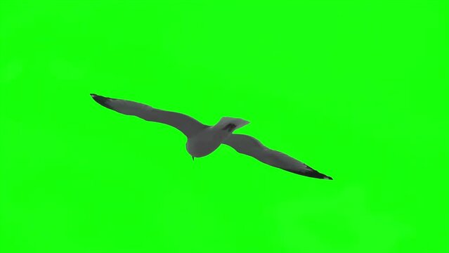 Seagull Flying on Green Screen