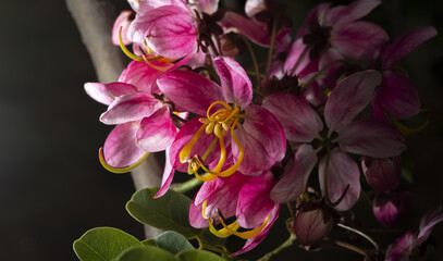 A beautiful flower beautifies the world