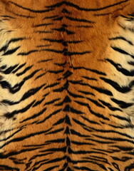 Tiger texture - obrazy, fototapety, plakaty
