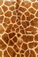 giraffe Texture - obrazy, fototapety, plakaty