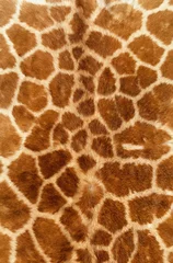 Gordijnen giraffe Texture © abSolut
