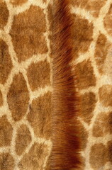 giraffe texture