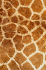 giraffe texture