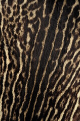 leopard fur texture