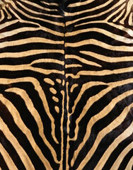zebra skin texture © abSolut