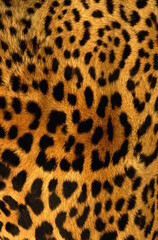 leopard texture