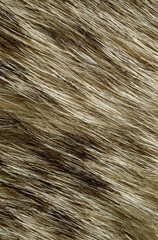 cow texture