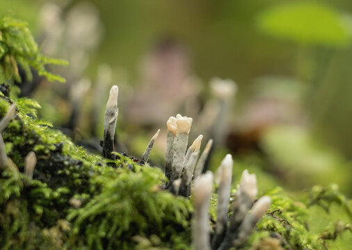 Close up of Candlesnuff Fungus (Xylaria hypoxylon)