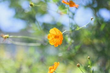 キバナコスモス