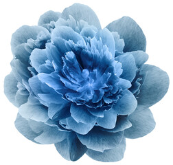 Blue  peony flower  on  isolated background with clipping path. Closeup. For design. Transparent background.   Nature.
