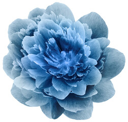 Blue  peony flower  on  isolated background with clipping path. Closeup. For design. Transparent background.   Nature. © nadezhda F