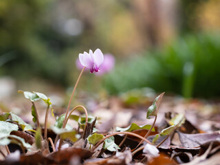 愛らしい原種シクラメン