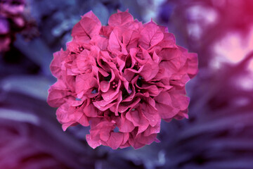 big and beautiful pink flower in the garden