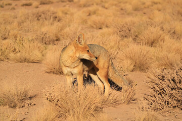 An Andean Fox Grazing in the Foothill of Atacama Desert, Los Flamencos National Reserve, Northern Region of Chile, South America