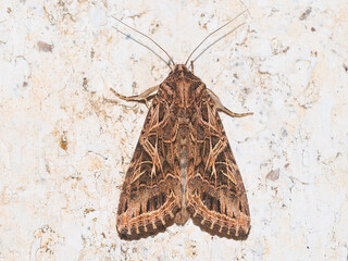 Mediterranean Brocade (Spodoptera littoralis)