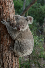 wild koala in national park of australia