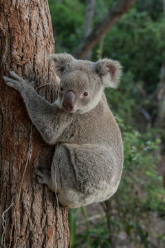 Bush Koala