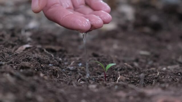 Agriculture. A green sprout of water in the hand of a farmer. Green seeds in the ground. Agriculture concept. Water drops, young shoot life. Seed sprouted in fertile soil. Farmer's hand waters with yo