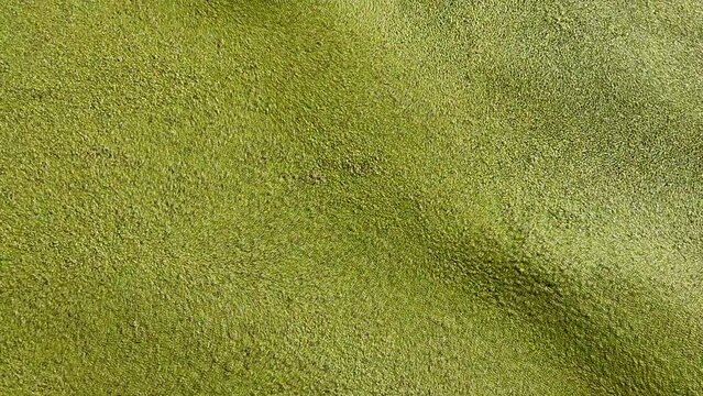 Background of green algae on the surface of the water swaying on the waves.Background of the flowering of green algae of the river. Dirty water in the lake. Global environmental pollution.