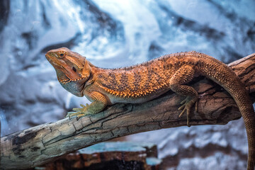 bearded dragon