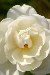 Fototapeta na wymiar Full blooming white Rosa sempervirens, rose flowerhead, under the bright sun shine macro photography.