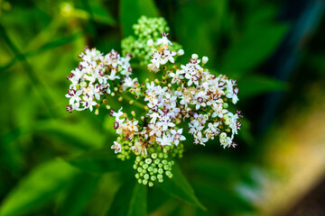 flowers in the garden