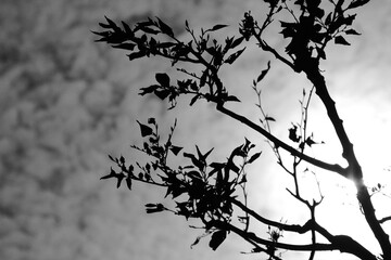 Monotone silhouette image of Hime-shara branch against the backdrop of a cold sky covered with scale clouds (Retouched and color manipulated image)