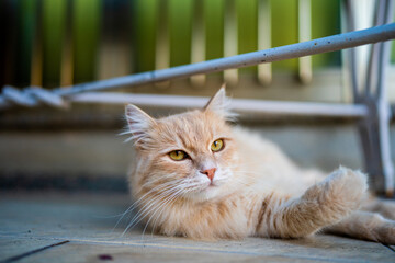 Cat looking at the camera