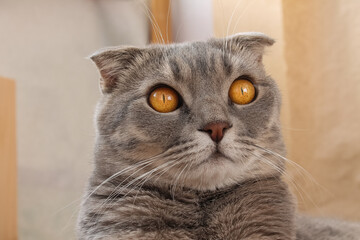 head of a scottish fold cat with yellow eyes