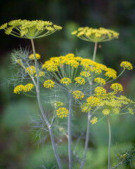 Fennel