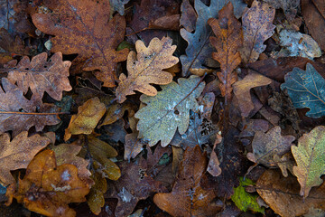 Nice macro photo of autumn color leaf frosted with ice, bad and cold weather