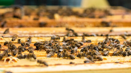 Bees on frames in an open hive