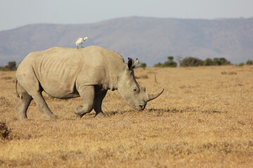 heron bird on a black rhino 