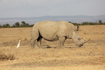 Obraz premium white rhino walking in the savannah