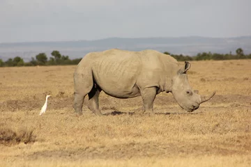 Poster white rhino walking in the savannah © Abdeali