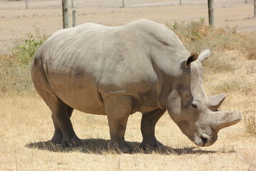 Obraz premium black rhino in the wild