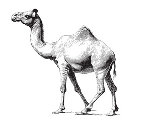 Camel standing sketch hand drawn Vector illustration