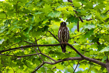 森の中のアオバズク