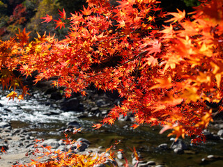 Red autumn leaves and river of Korankei. Korankei is a valley near Nagoya reputed to be one of the...