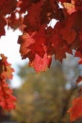 Fototapeta premium red maple leaves