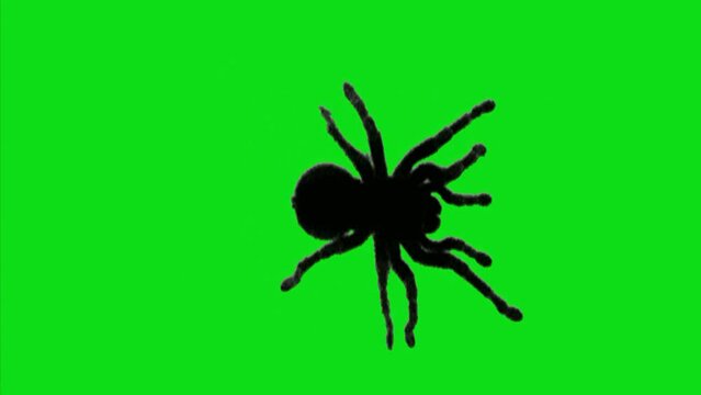 Spider Walking on Green Screen