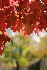 red maple leaves