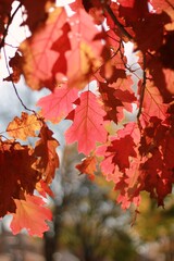 Bright red autumn leaves.