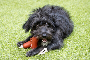 Bordoodle dog puppy in the garden