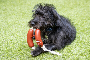 Bordoodle dog puppy in the garden