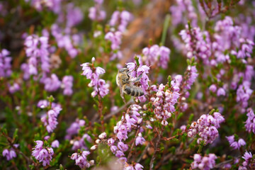 close up of lavender flowers